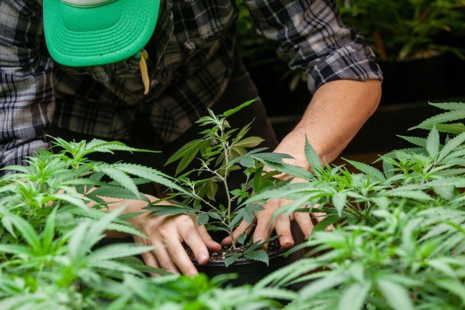Cooperativas para producción de semillas de Cannabis en Argentina. Un rol clave en el nuevo entramado productivo.