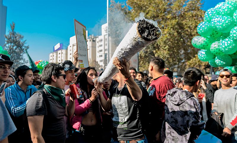 Cannabis en debate: La Mayoría de los argentinos esta a favor de legalizar el uso adulto