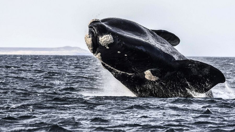 "Agujero azul": la zona frente a las costas patagónicas elegida por las ballenas