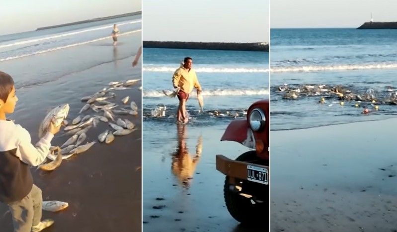 Extraño fenómeno en Necochea: Miles de corvinas invadieron las playas y la gente pescaba con las manos.