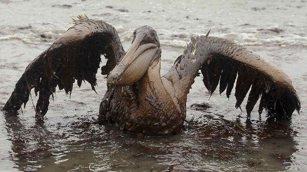 Advertencia de Greenpeace: un posible derrame de petróleo tardaría 11 días en llegar a las costas de Buenos Aires