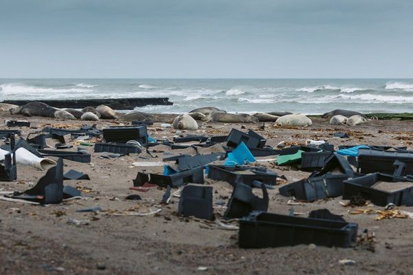 Península Valdés: un Patrimonio de la Humanidad tapado por el plástico